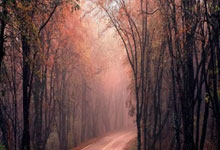 世界杯篮球锦标赛即将在法国举行